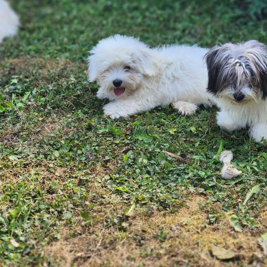 chiot Coton de tulear Sab.Pbl.Env B Élevage du Royaume des P'tits Loups  