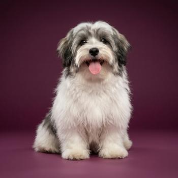 Bueno Mâle Coton de tulear