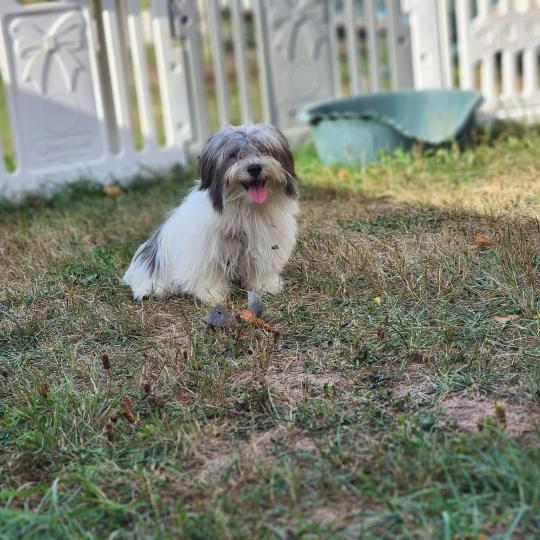 chiot Coton de tulear Sab.Pbl.Env Bueno Élevage du Royaume des P'tits Loups  