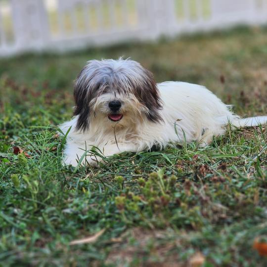 chiot Coton de tulear Sab.Pbl.Env Bueno Élevage du Royaume des P'tits Loups  