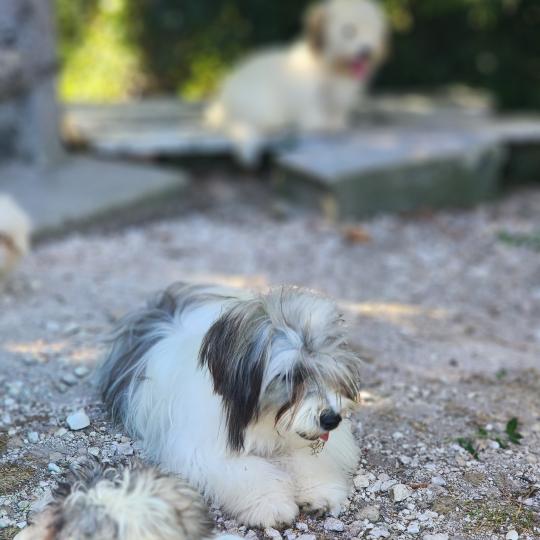 chiot Coton de tulear Sab.Pbl.Env Bueno Élevage du Royaume des P'tits Loups  