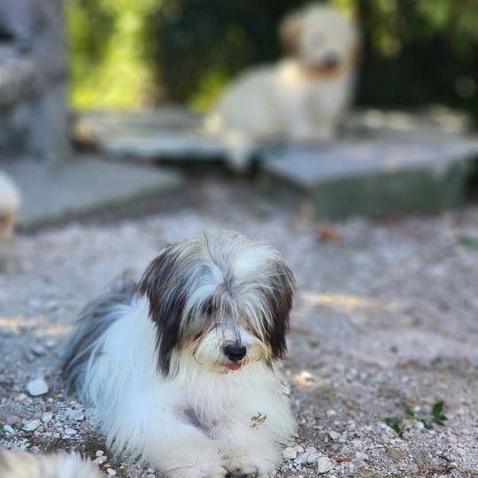 chiot Coton de tulear Sab.Pbl.Env Bueno Élevage du Royaume des P'tits Loups  