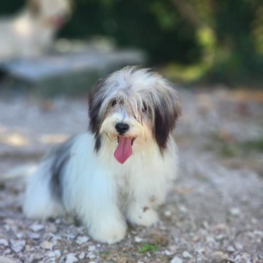 chiot Coton de tulear Sab.Pbl.Env Bueno Élevage du Royaume des P'tits Loups  