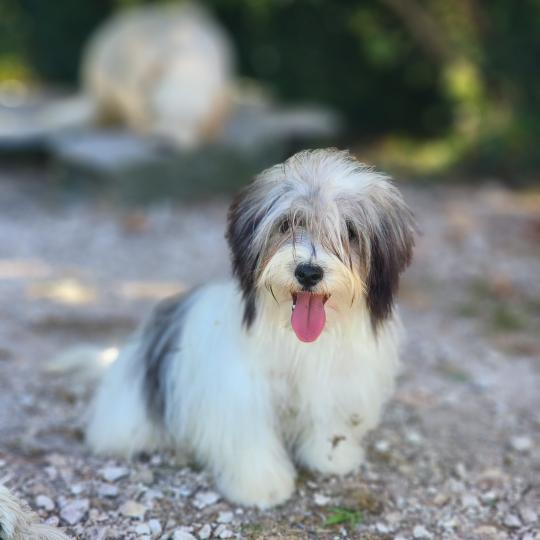 chiot Coton de tulear Sab.Pbl.Env Bueno Élevage du Royaume des P'tits Loups  