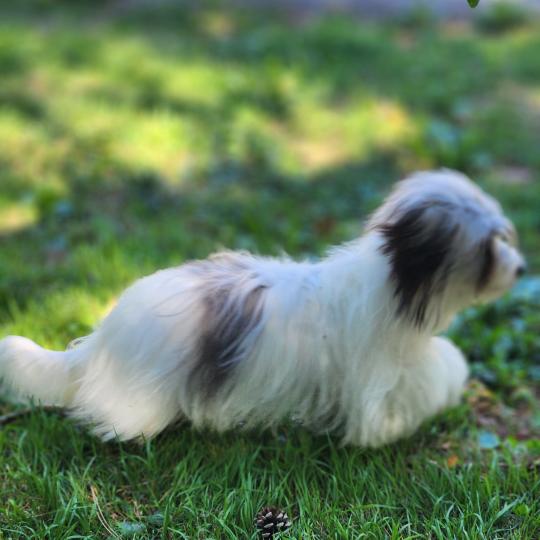 chiot Coton de tulear Sab.Pbl.Env Bueno Élevage du Royaume des P'tits Loups  