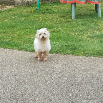 Jypsi du Royaume des P'tits Loups Femelle Coton de tulear