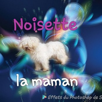 Noisette Femelle Coton de tulear