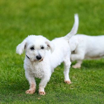 Picks du Royaume des P'tits Loups Femelle Coton de tulear