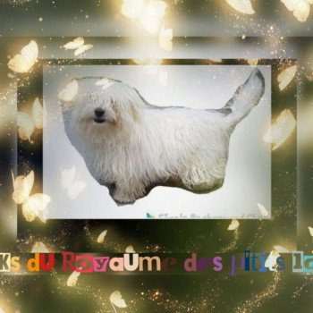 Picks du Royaume des P'tits Loups Femelle Coton de tulear