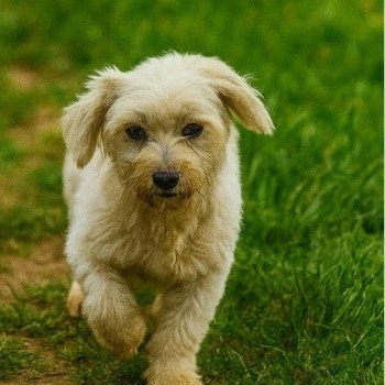 Reya du Royaume des P'tits Loups Femelle Coton de tulear