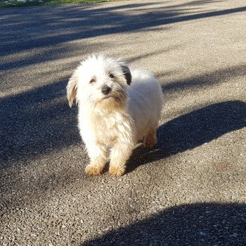 Ricola du Royaume des P'tits Loups Femelle Coton de tulear