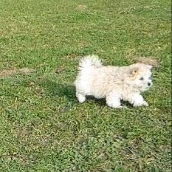 Rosty Femelle Coton de tulear