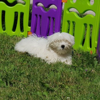 SHUPS Du Royaume des P'tits Loups Femelle Coton de tulear