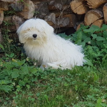 Shupa du Royaume des P'tits Loups Femelle Coton de tulear