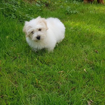 Stitch des bois de la bro Mâle Coton de tulear