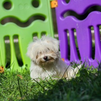Urby du royaume des p'tits loups Mâle Coton de tulear
