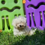 Urby du royaume des p'tits loups Mâle Coton de tulear Urby du royaume des p'tits loups Mâle Coton de tulear