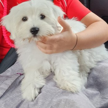 Utys des bois de la bro Mâle Coton de tulear