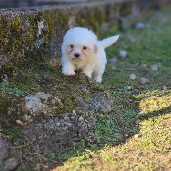 Valek du royaume des p'tits loups Mâle Coton de tulear