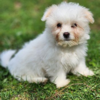 Valek du royaume des p'tits loups Mâle Coton de tulear
