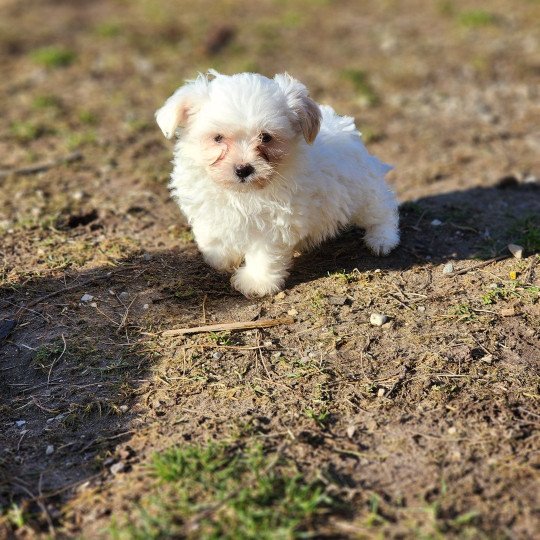 Volga du royaume des p'tits loups Femelle Coton de tulear