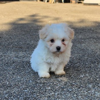 Viorg du royaume des p'tits loups Mâle Coton de tulear