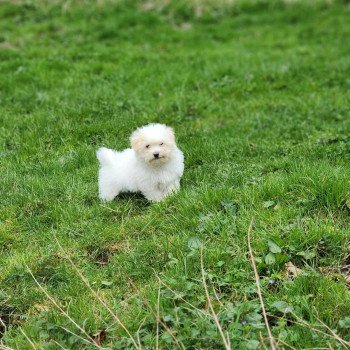 Viorg du royaume des p'tits loups Mâle Coton de tulear