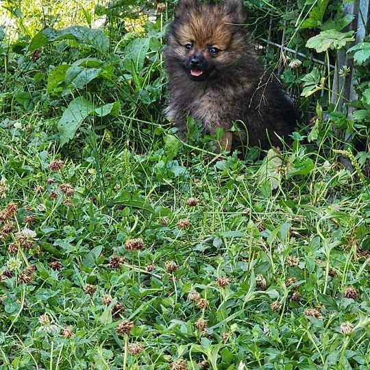 chiot Spitz allemand A Élevage du Royaume des P'tits Loups  