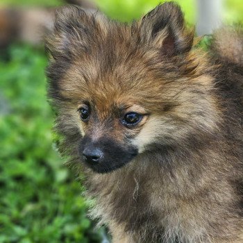 A Mâle Spitz allemand
