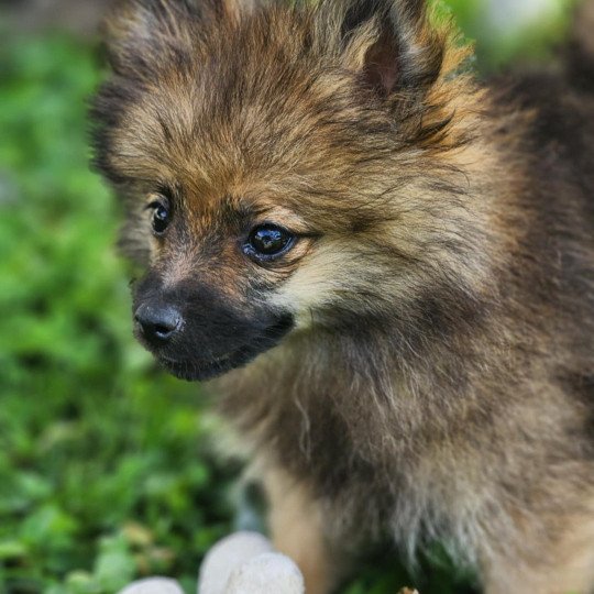 chiot Spitz allemand A Élevage du Royaume des P'tits Loups  