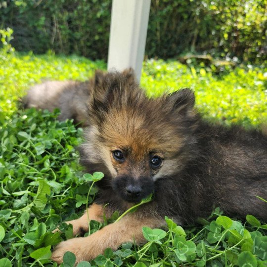 chiot Spitz allemand A Élevage du Royaume des P'tits Loups  