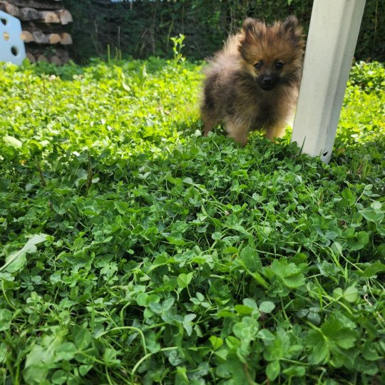 chiot Spitz allemand A Élevage du Royaume des P'tits Loups  