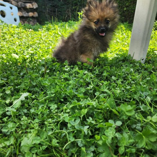 chiot Spitz allemand A Élevage du Royaume des P'tits Loups  