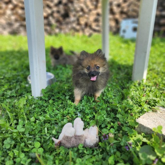 chiot Spitz allemand A Élevage du Royaume des P'tits Loups  