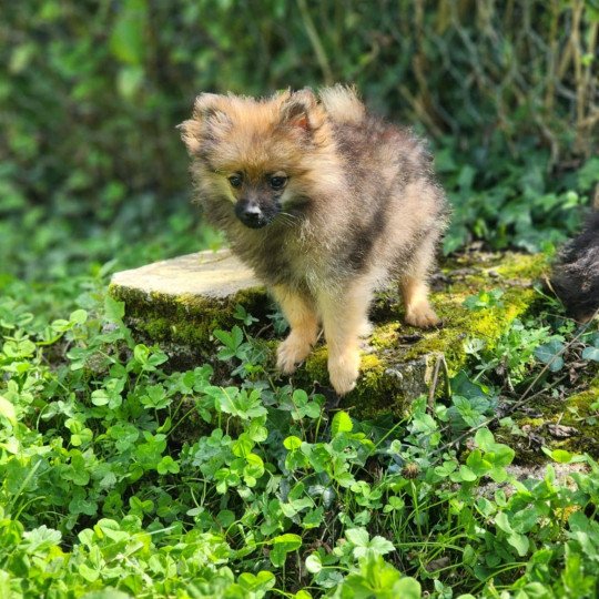 chiot Spitz allemand A Élevage du Royaume des P'tits Loups  