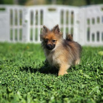A Mâle Spitz allemand