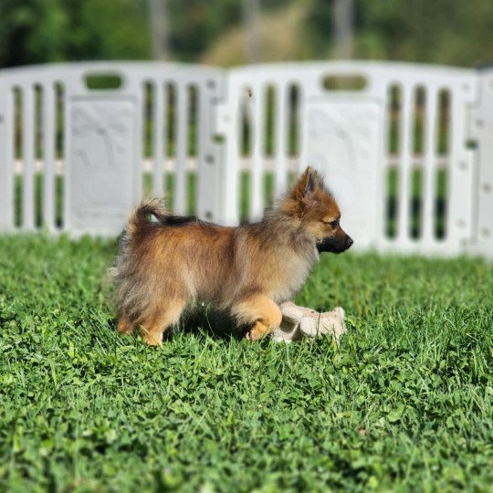chiot Spitz allemand A Élevage du Royaume des P'tits Loups  