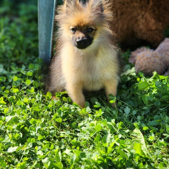 chiot Spitz allemand A Élevage du Royaume des P'tits Loups  