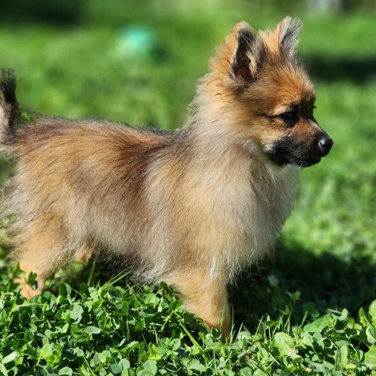 chiot Spitz allemand A Élevage du Royaume des P'tits Loups  