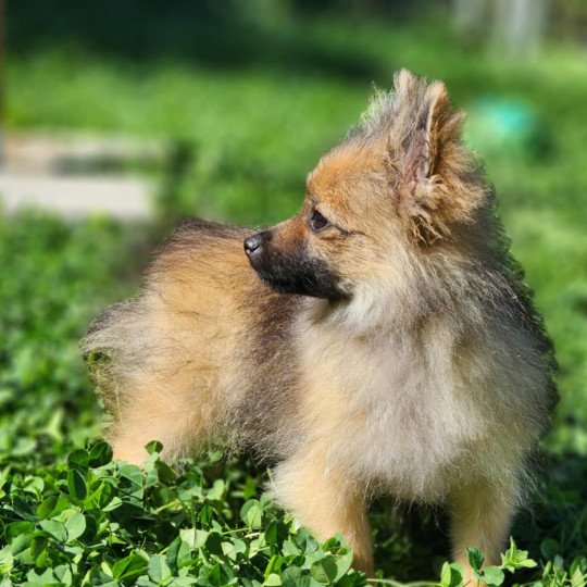 chiot Spitz allemand A Élevage du Royaume des P'tits Loups  