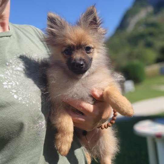 chiot Spitz allemand A Élevage du Royaume des P'tits Loups  