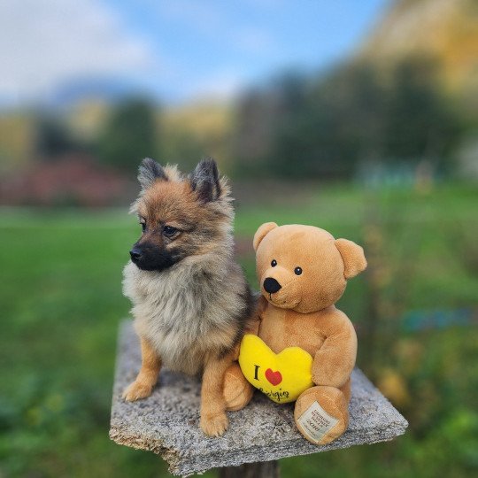 chiot Spitz allemand A Élevage du Royaume des P'tits Loups  