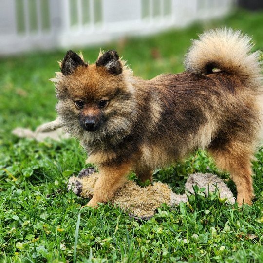 chiot Spitz allemand A Élevage du Royaume des P'tits Loups  