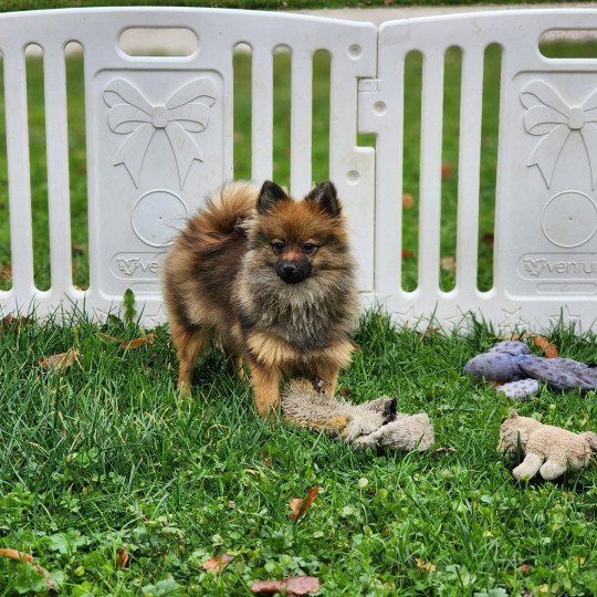 chiot Spitz allemand A Élevage du Royaume des P'tits Loups  