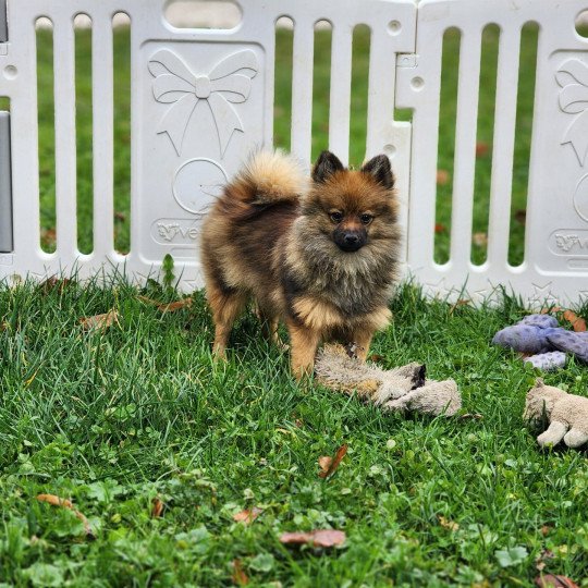 chiot Spitz allemand A Élevage du Royaume des P'tits Loups  