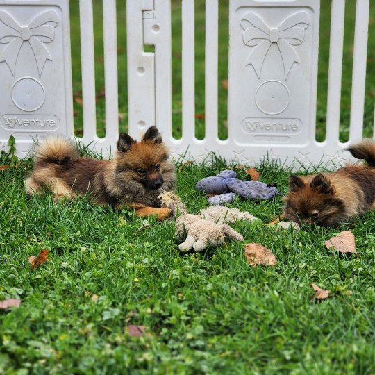 chiot Spitz allemand A Élevage du Royaume des P'tits Loups  
