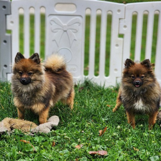 chiot Spitz allemand A Élevage du Royaume des P'tits Loups  