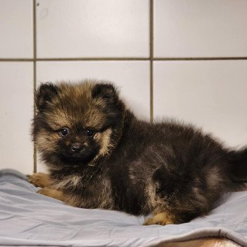 A Mâle Spitz allemand