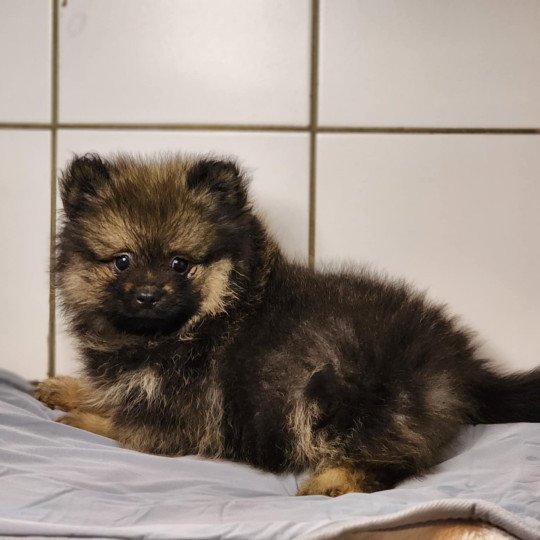 chiot Spitz allemand A Élevage du Royaume des P'tits Loups  