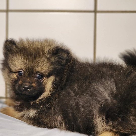 chiot Spitz allemand A Élevage du Royaume des P'tits Loups  